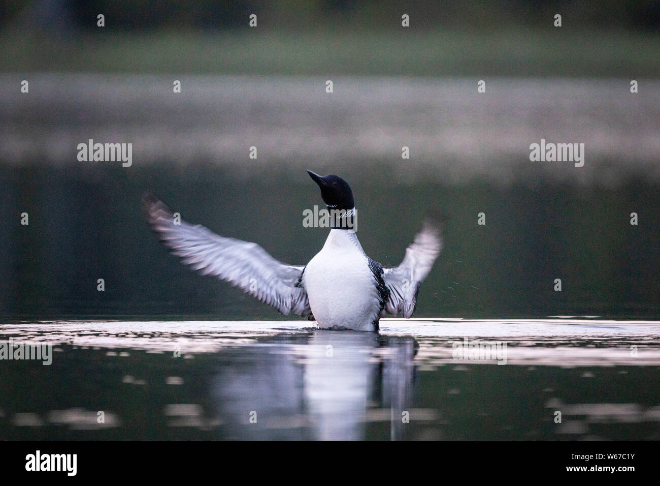 MAYNOOTH, ONTARIO, CANADA - July 22, 2019: A Common Loon (Gavia immer), part of the Gaviidae family swims in a lake in Ontario.   ( Ryan Carter ) Stock Photo