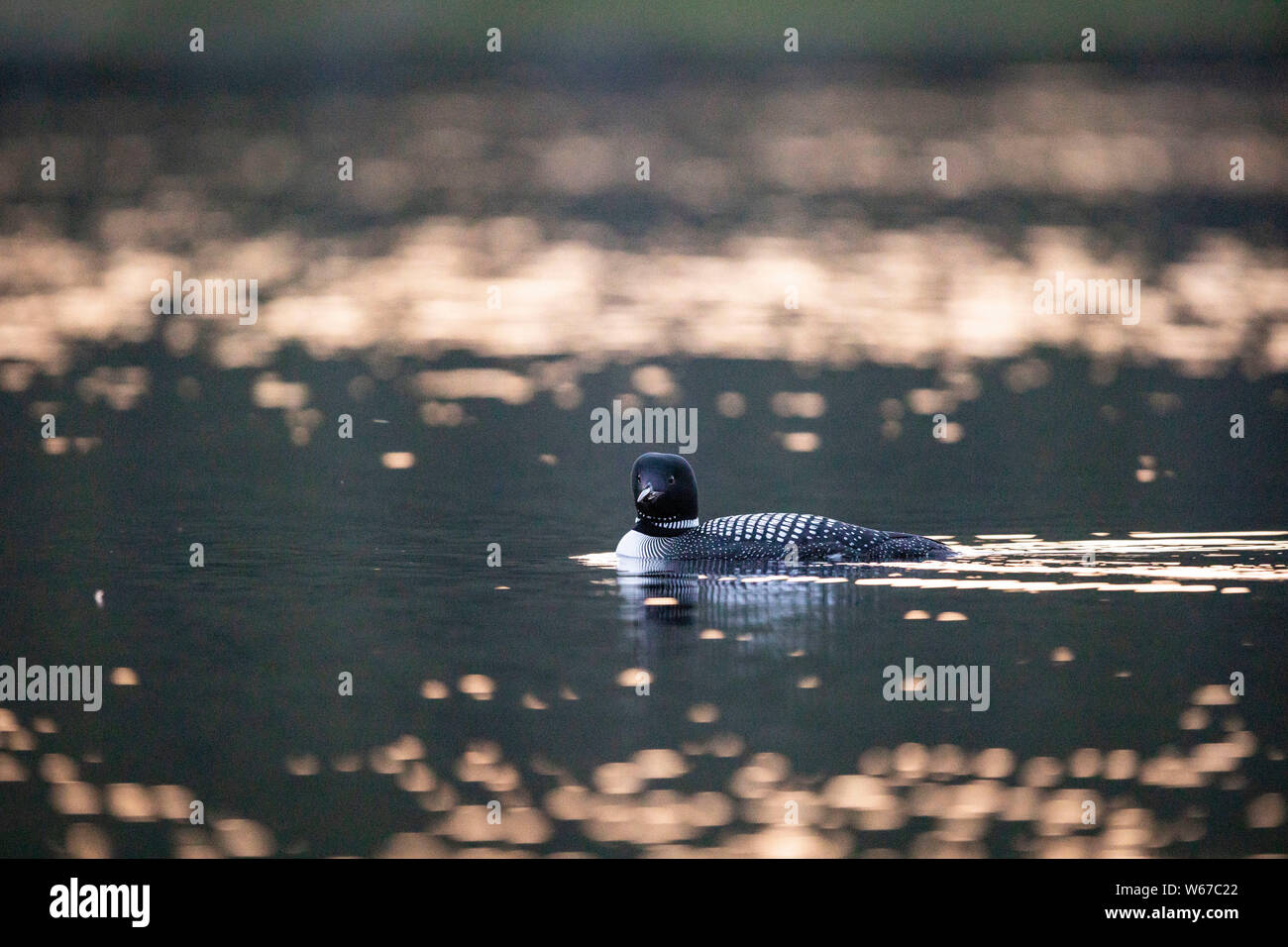 MAYNOOTH, ONTARIO, CANADA - July 22, 2019: A Common Loon (Gavia immer), part of the Gaviidae family swims in a lake in Ontario.   ( Ryan Carter ) Stock Photo