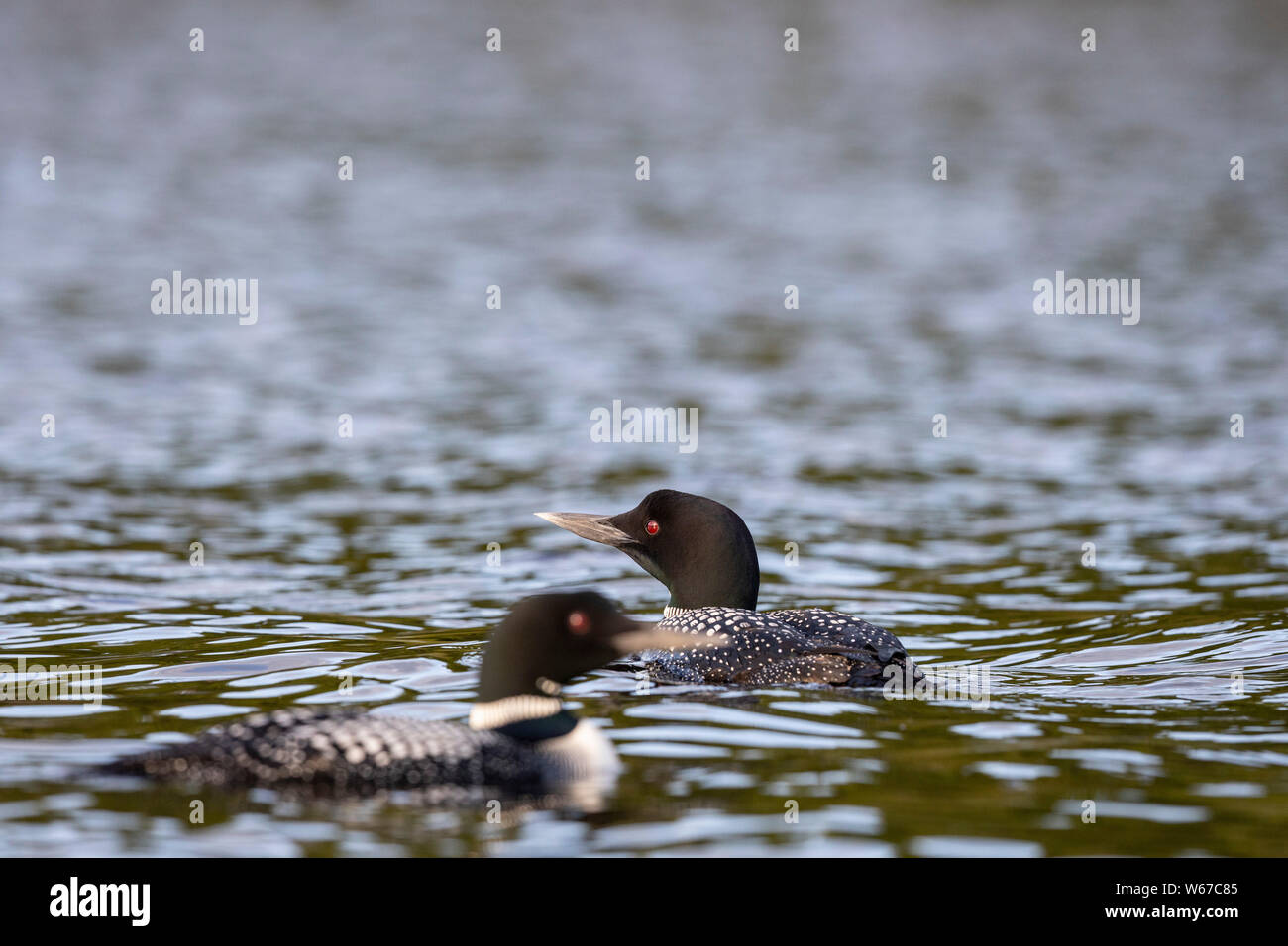 MAYNOOTH, ONTARIO, CANADA - July 21, 2019: Two Common Loons (Gavia immer), part of the Gaviidae family swim in a lake in Ontario.   ( Ryan Carter ) Stock Photo