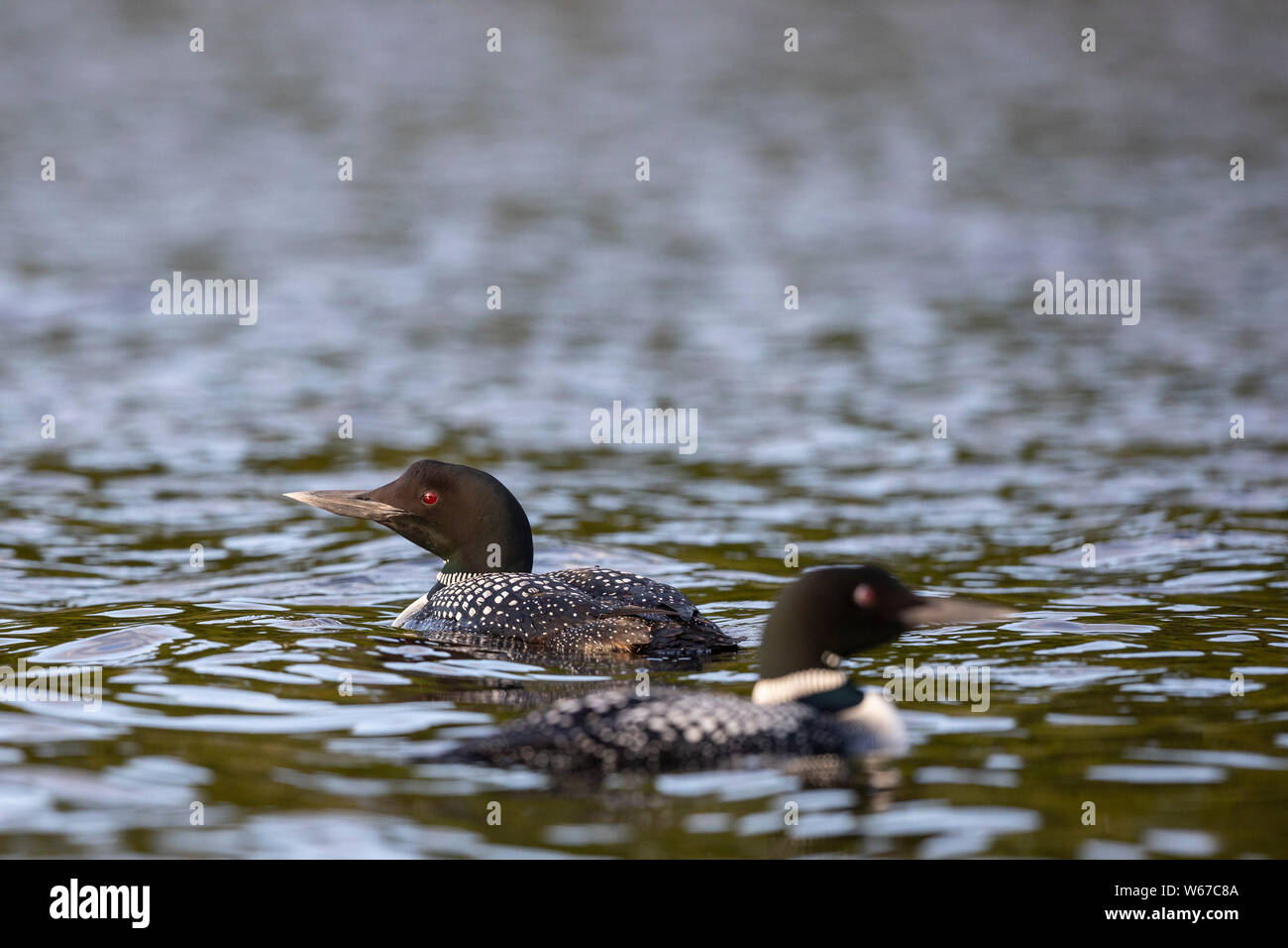 MAYNOOTH, ONTARIO, CANADA - July 21, 2019: Two Common Loons (Gavia immer), part of the Gaviidae family swim in a lake in Ontario.   ( Ryan Carter ) Stock Photo