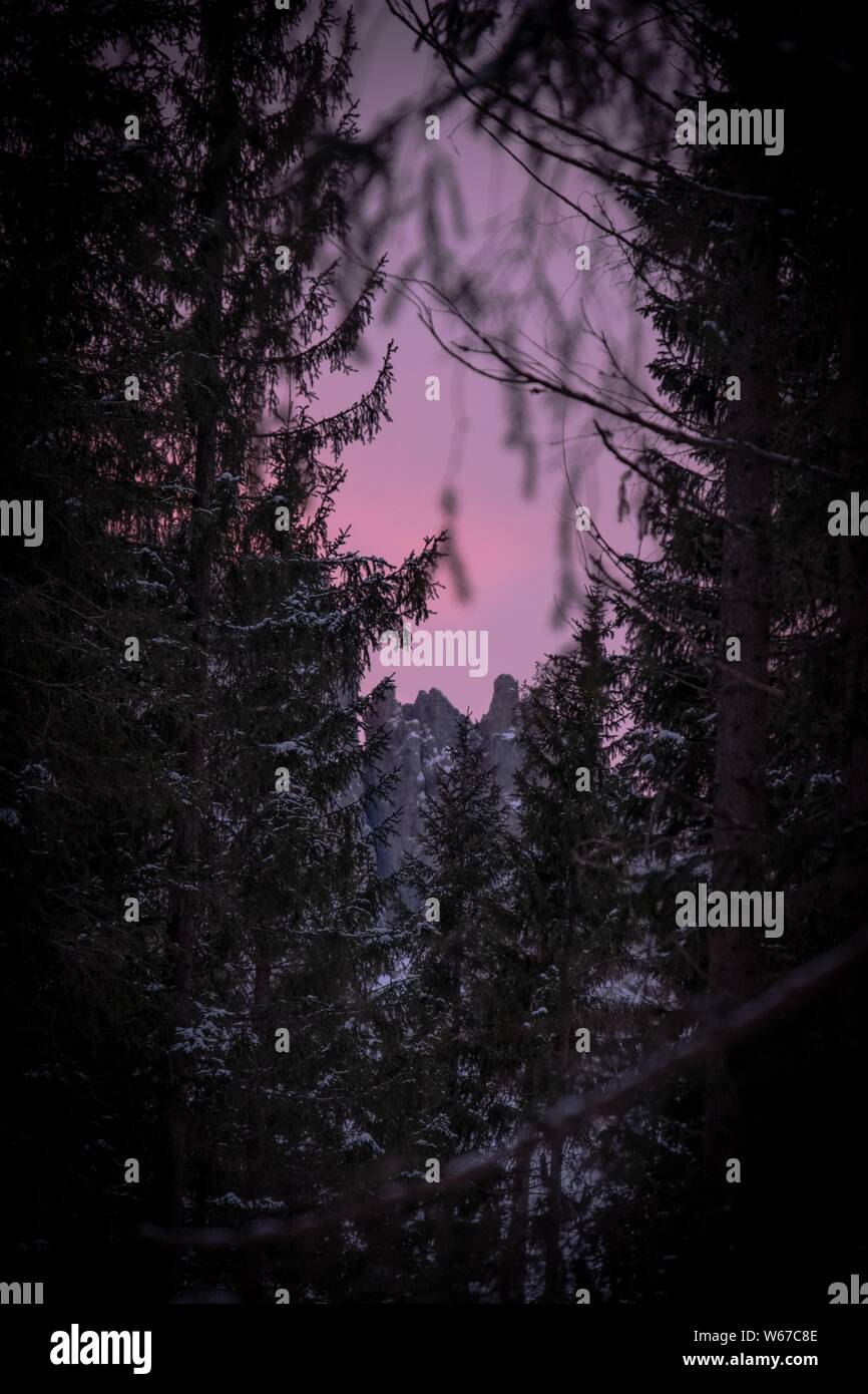 Vertical shot of tall trees and snowy mountains in the distance with ...
