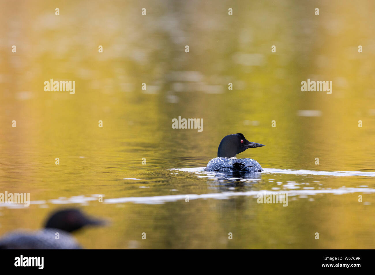 MAYNOOTH, ONTARIO, CANADA July 21, 2019 Two Common Loons (Gavia