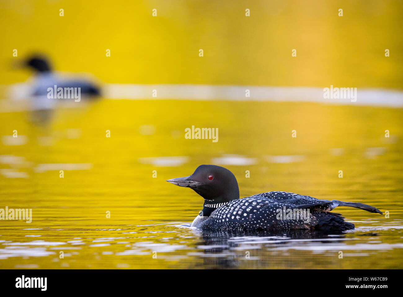 MAYNOOTH, ONTARIO, CANADA - July 21, 2019: Two Common Loons (Gavia immer), part of the Gaviidae family swim in a lake in Ontario.   ( Ryan Carter ) Stock Photo