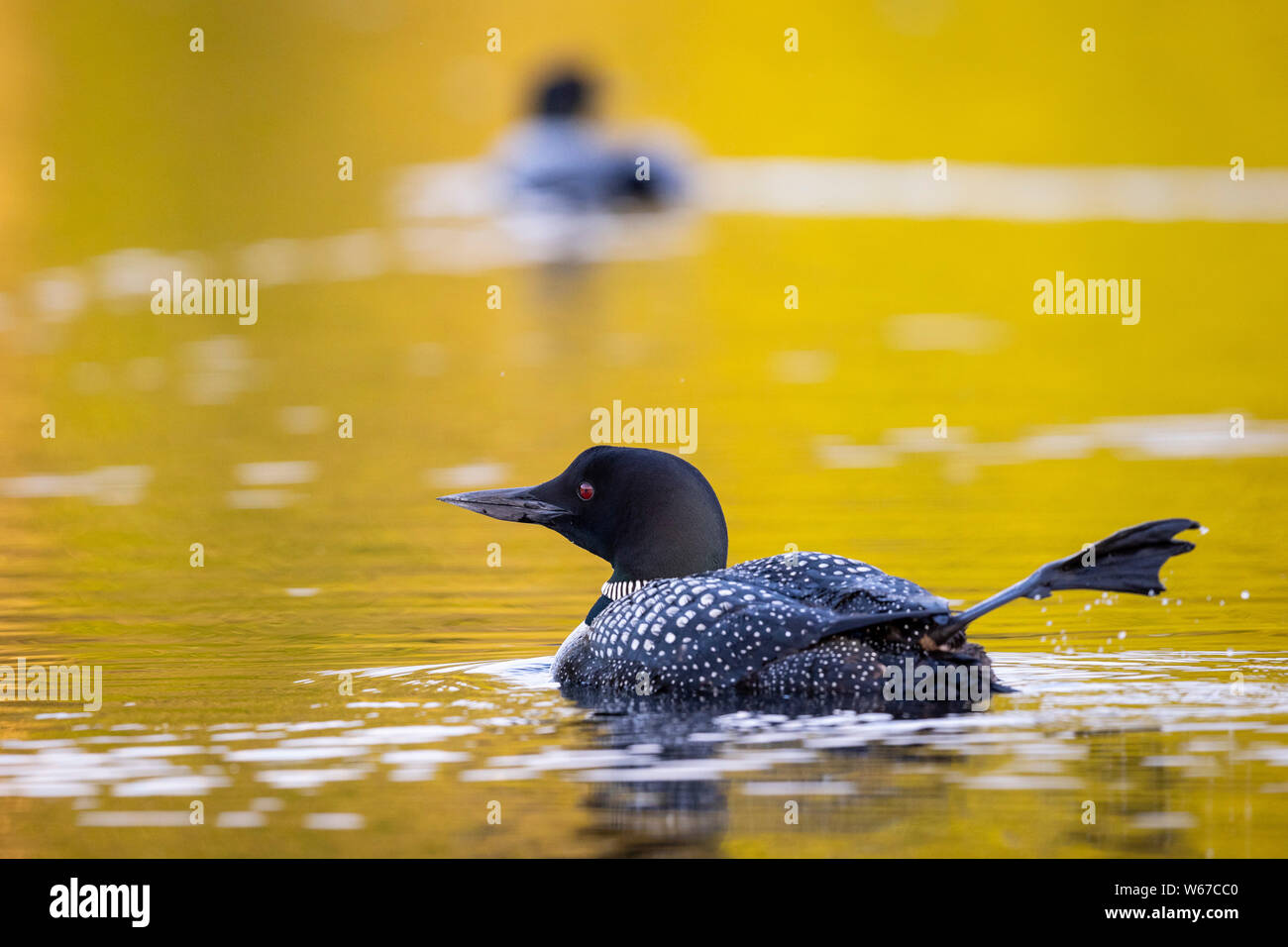 MAYNOOTH, ONTARIO, CANADA - July 21, 2019: Two Common Loons (Gavia immer), part of the Gaviidae family swim in a lake in Ontario.   ( Ryan Carter ) Stock Photo