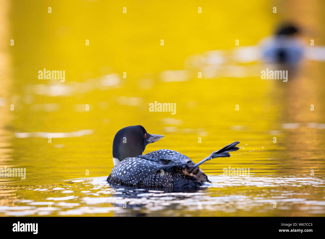 MAYNOOTH, ONTARIO, CANADA - July 21, 2019: Two Common Loons (Gavia immer), part of the Gaviidae family swim in a lake in Ontario.   ( Ryan Carter ) Stock Photo