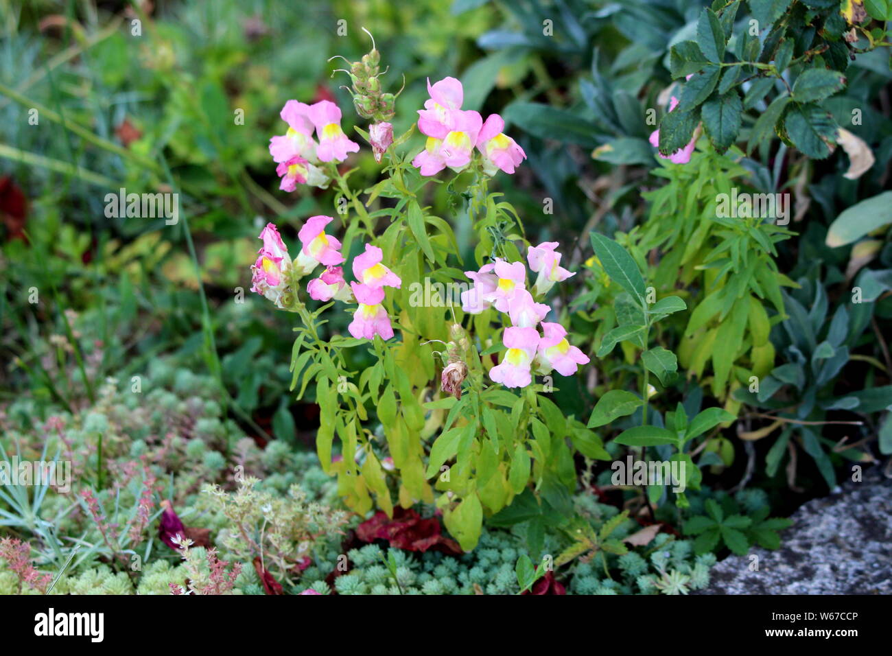 Common snapdragon or Antirrhinum majus flowering plants with light pink open blooming flowers growing in shape of small bush in local urban garden Stock Photo