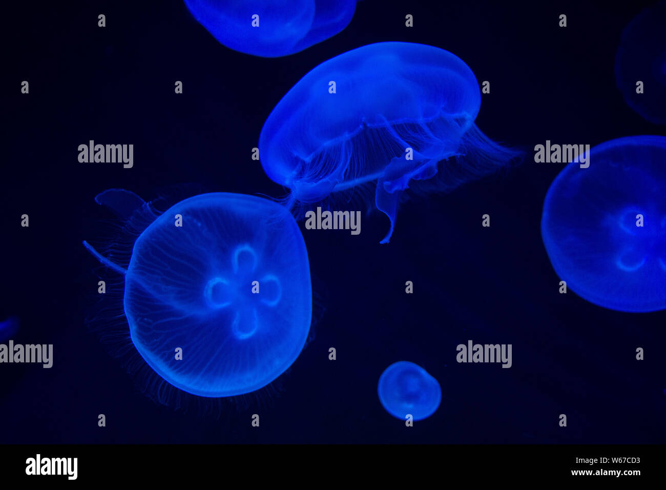 Common Jellyfish (Aurelia aurita) with a dark background in blue tones (also called, moon jellyfish, moon jelly, or saucer jelly) Stock Photo