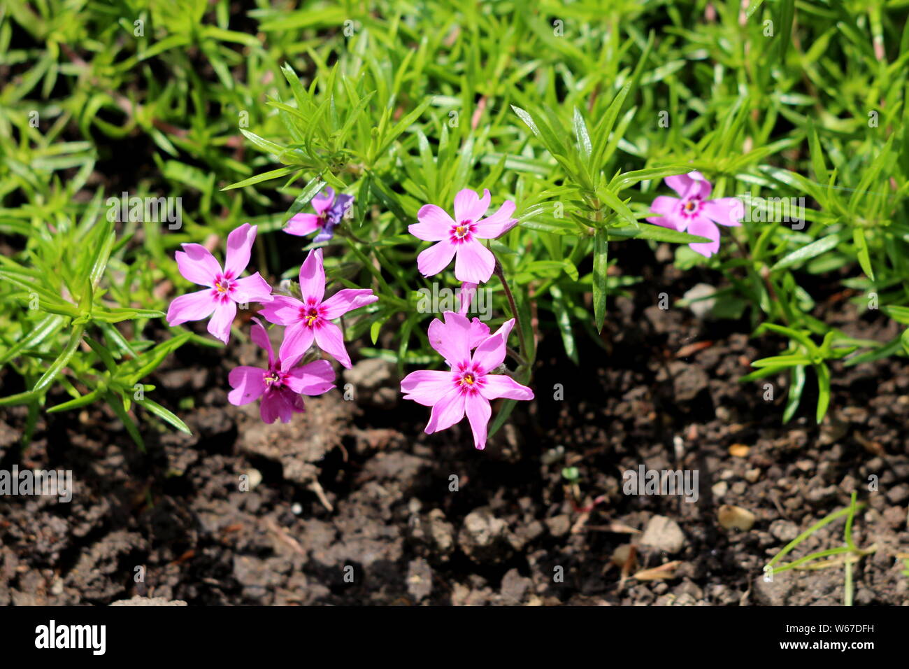 Creeping phlox or Phlox stolonifera or Moss phlox herbaceous stoloniferous perennial plants with pink flowers surrounded with narrow green leaves Stock Photo