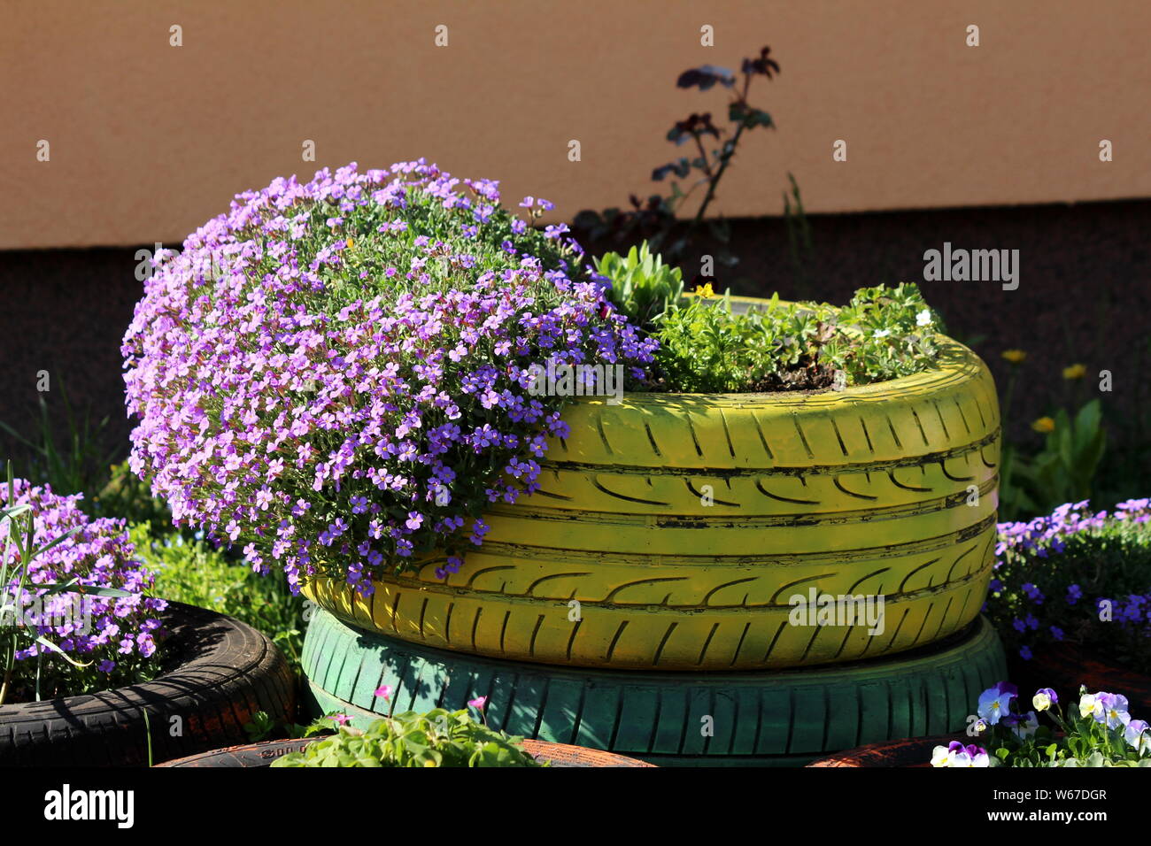 Creeping phlox or Phlox subulata or Moss phlox or Moss pink or Mountain phlox evergreen perennial flowering plant planted in colorful old tyre Stock Photo