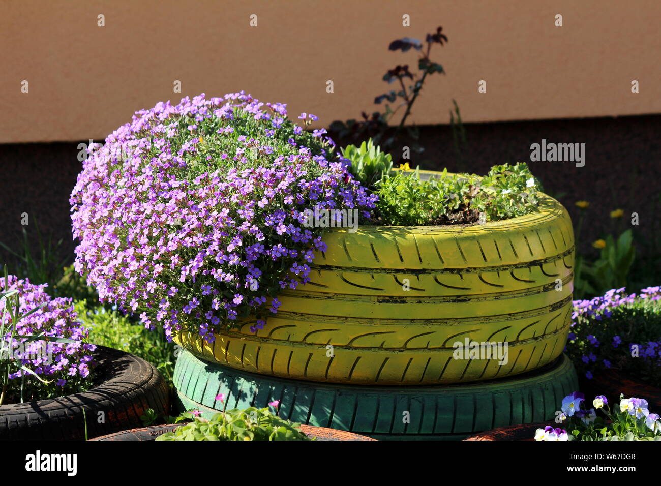 Creeping phlox or Phlox subulata or Moss phlox or Moss pink or Mountain  phlox evergreen perennial flowering plant planted in colorful old tyre  Stock Photo - Alamy