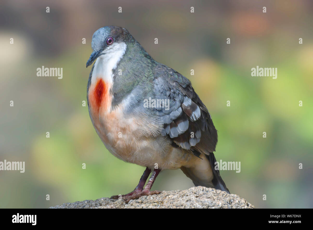 Closeup of Luzon Bleeding Heart Dove bird (Gallicolumba luzonica), profile Stock Photo Alamy
