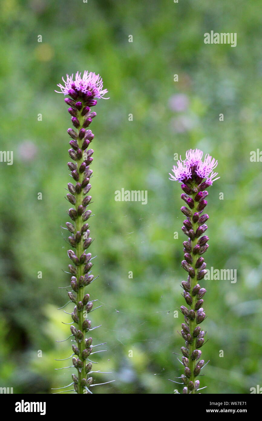 Tall Flower Spikes High Resolution Stock Photography and Images Alamy