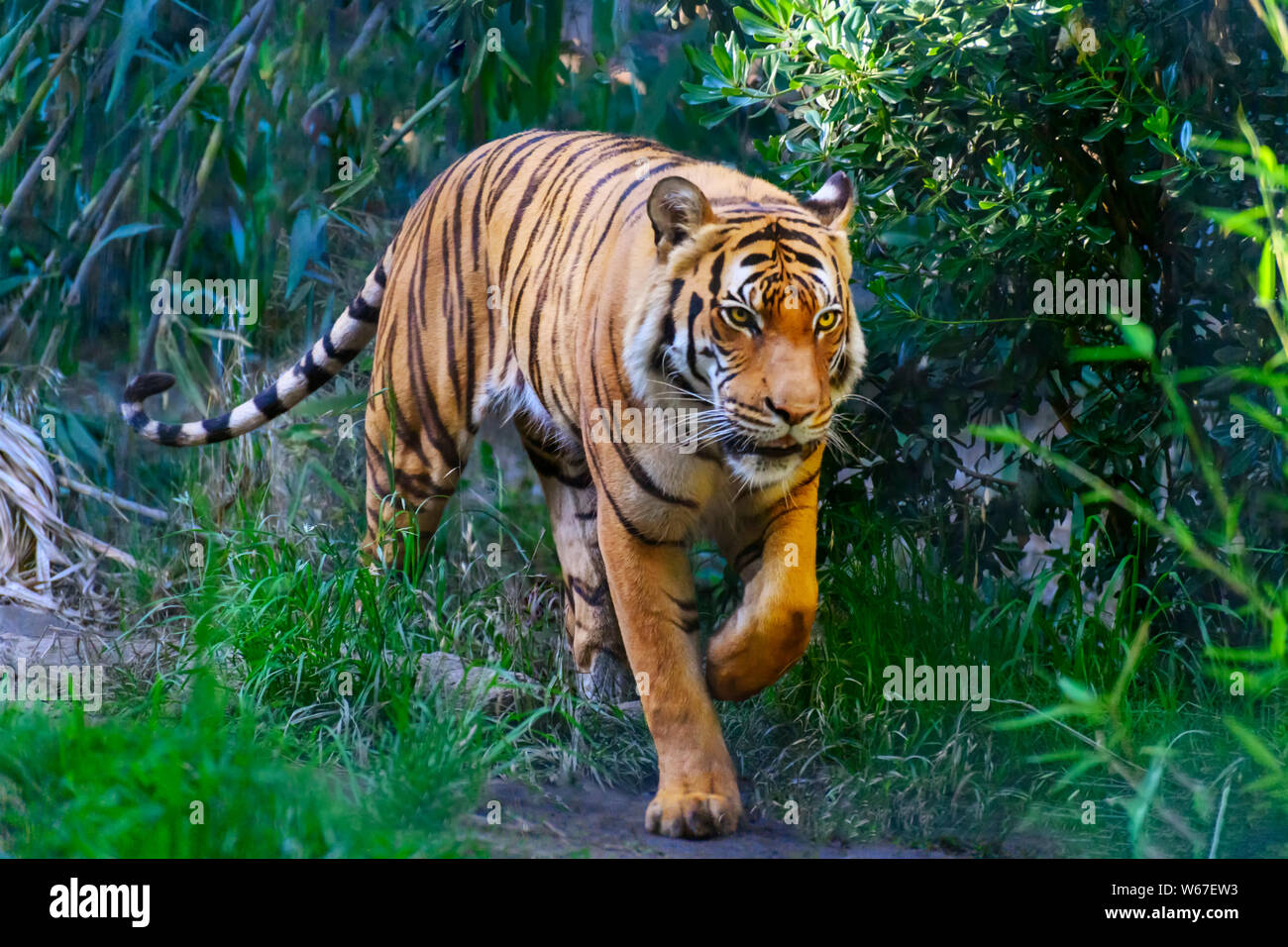 Bengal Tiger in forest, walking towards camera Stock Photo