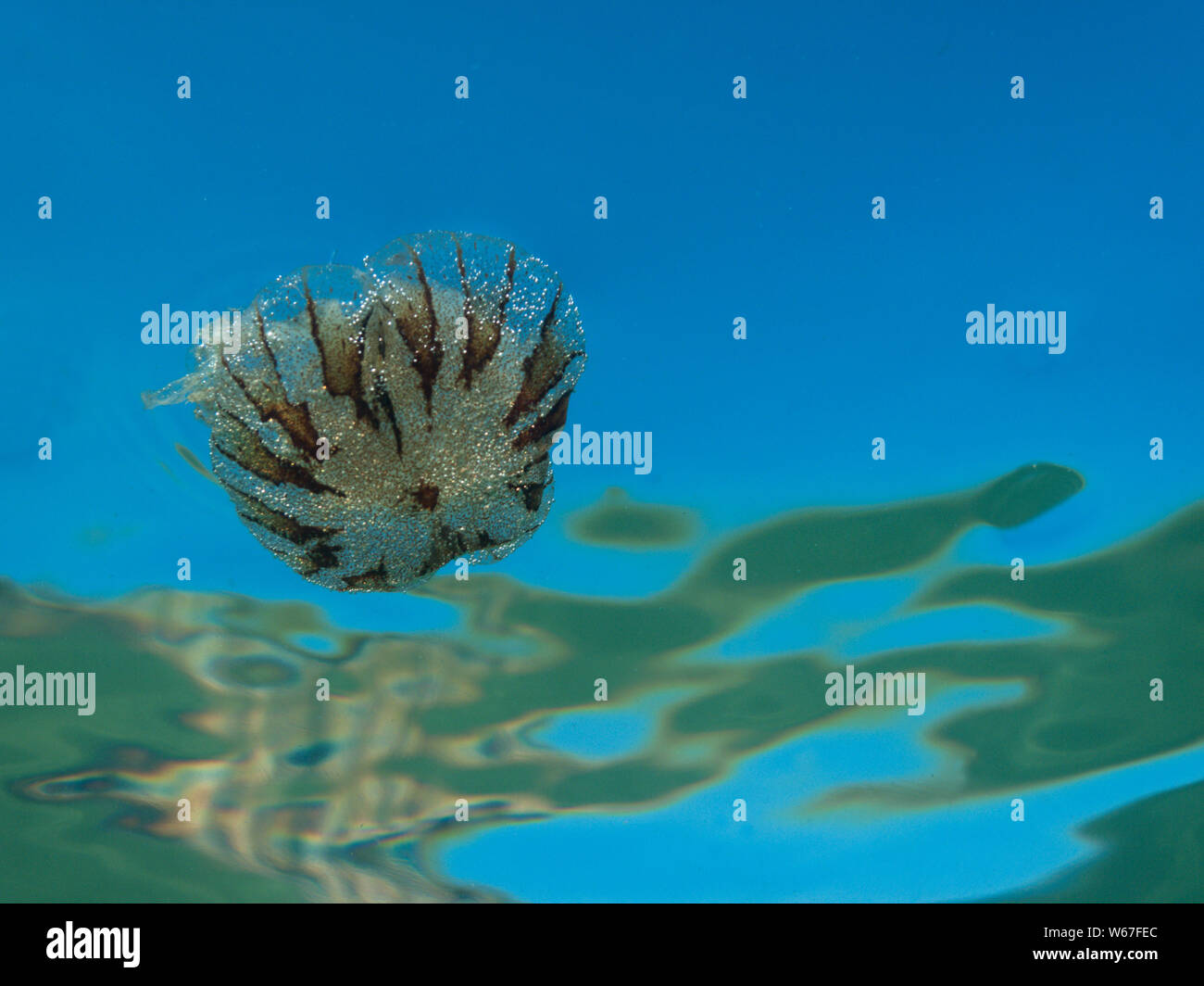 A small jellyfish from the family of compass jellyfish (Chrysaora