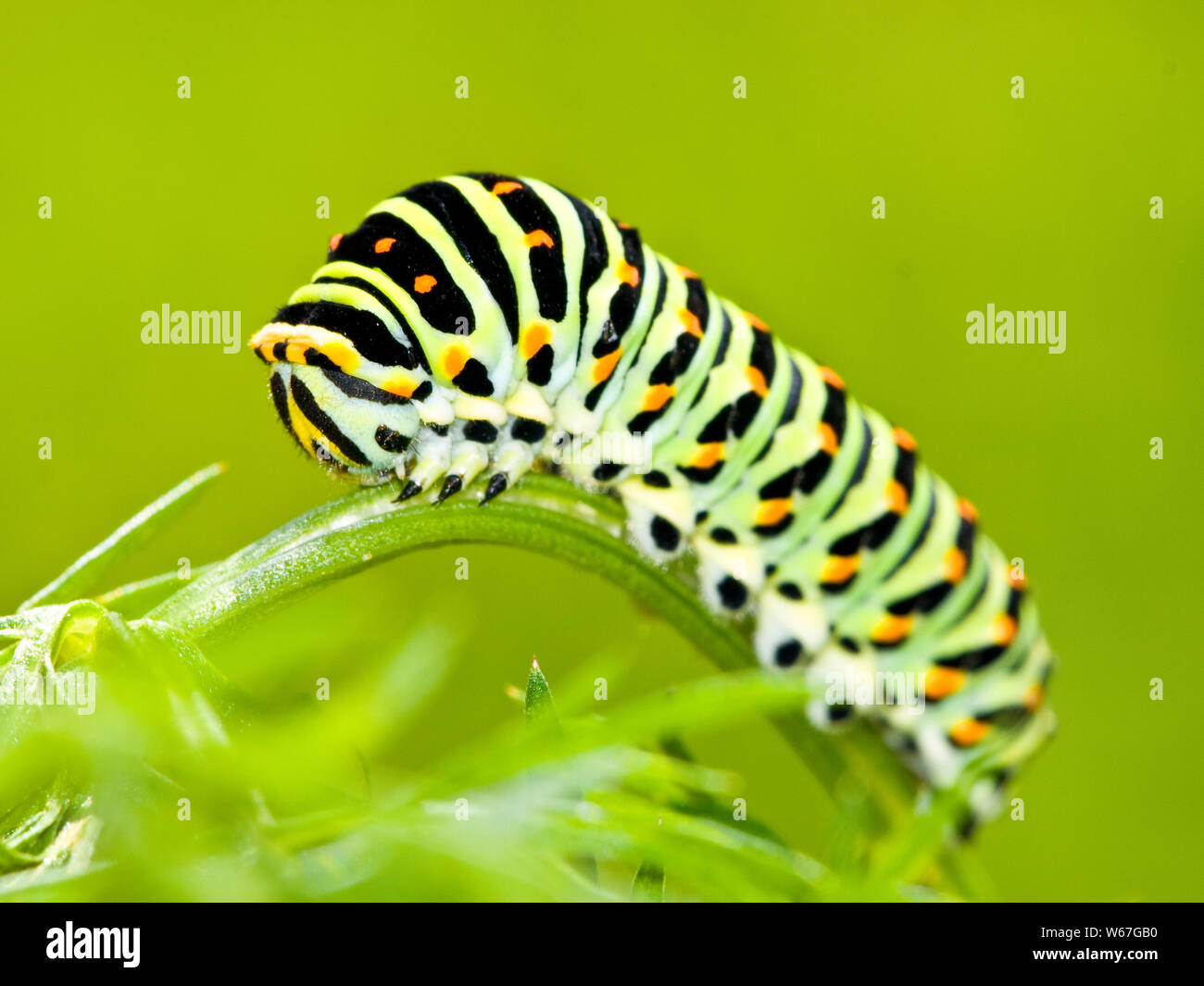 OLYMPUS DIGITAL CAMERA Stock Photo