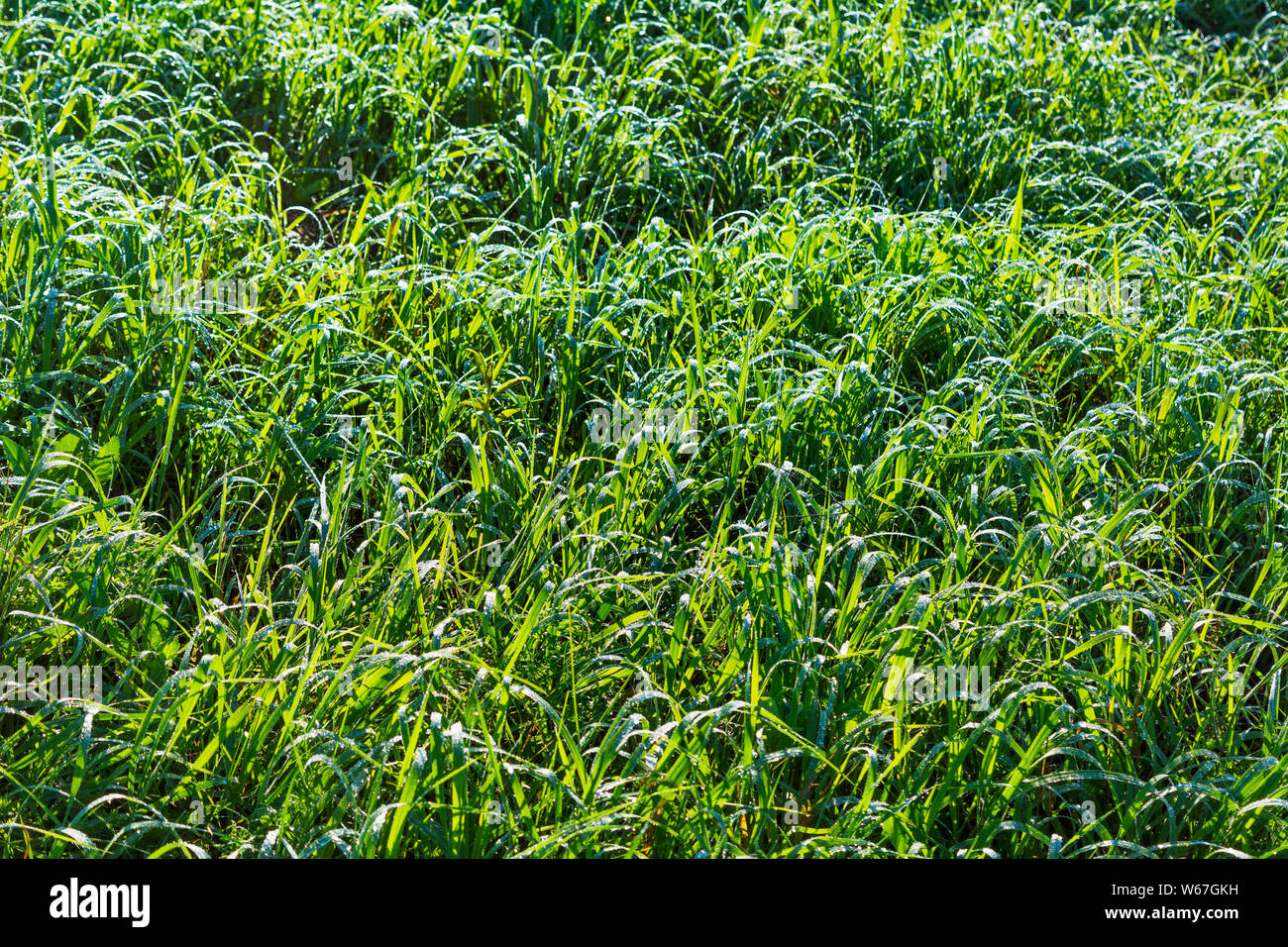 Morning dew on the summer grass meadow. Bokeh lightbulb background. Stock Photo