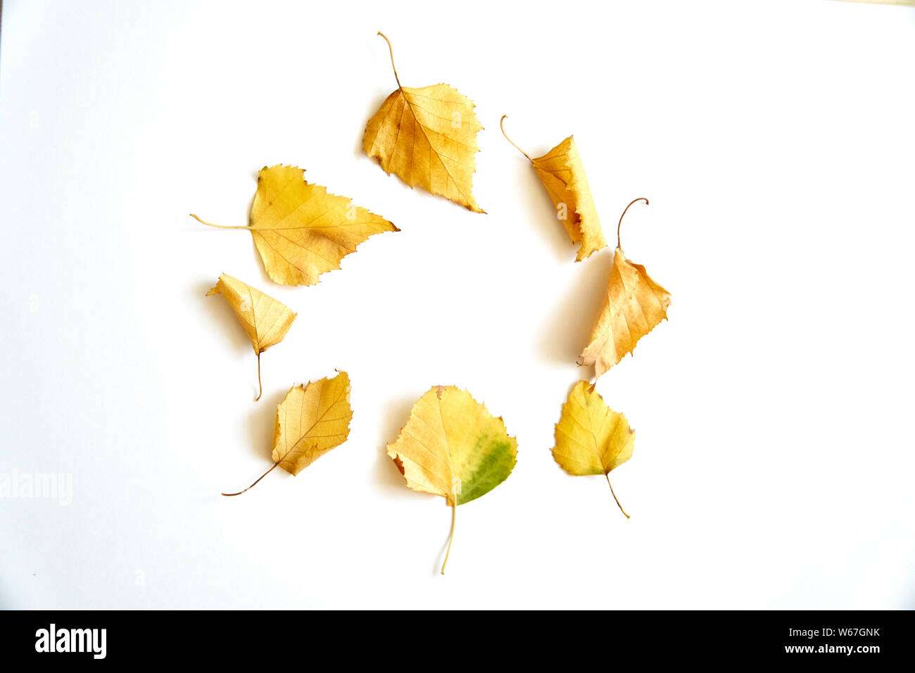 Circle frame of yellow autumn leaves on white background Stock Photo ...