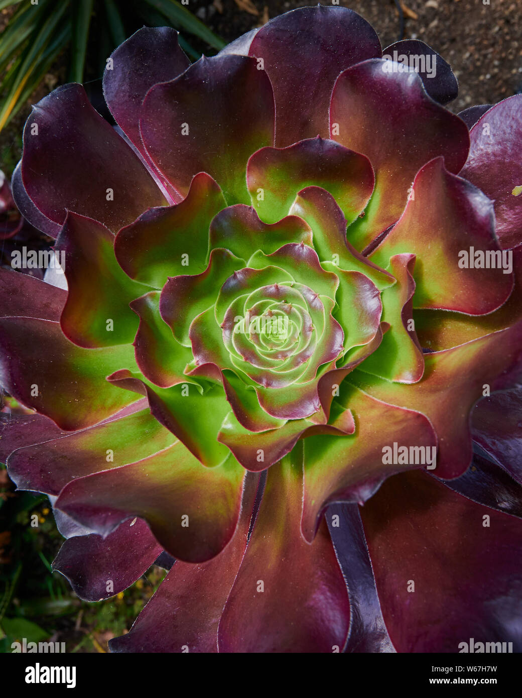 Beautifully lit close up of Aeonium Cyclopse. A mesmerising kaleidoscope of colour and patterns Stock Photo