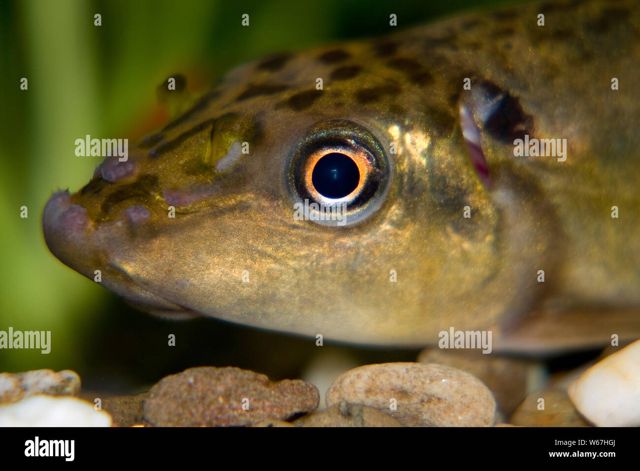 Schmerle Stock Photo