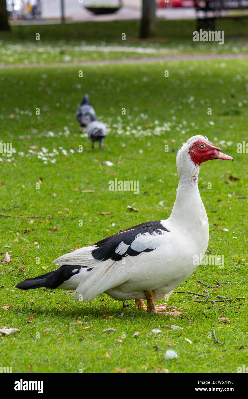 Red-Faced Muscovy Duck at The Lough in Cork city, Ireland Stock Photo
