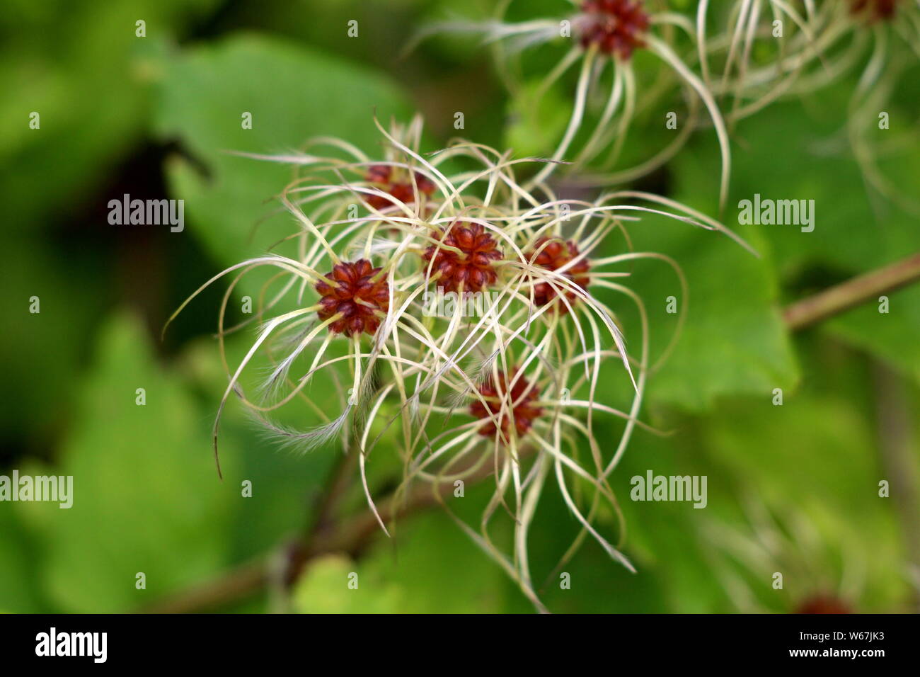 Old mans beard or Clematis vitalba or Travellers joy climbing shrub plant with long silky appendages growing on single stem Stock Photo