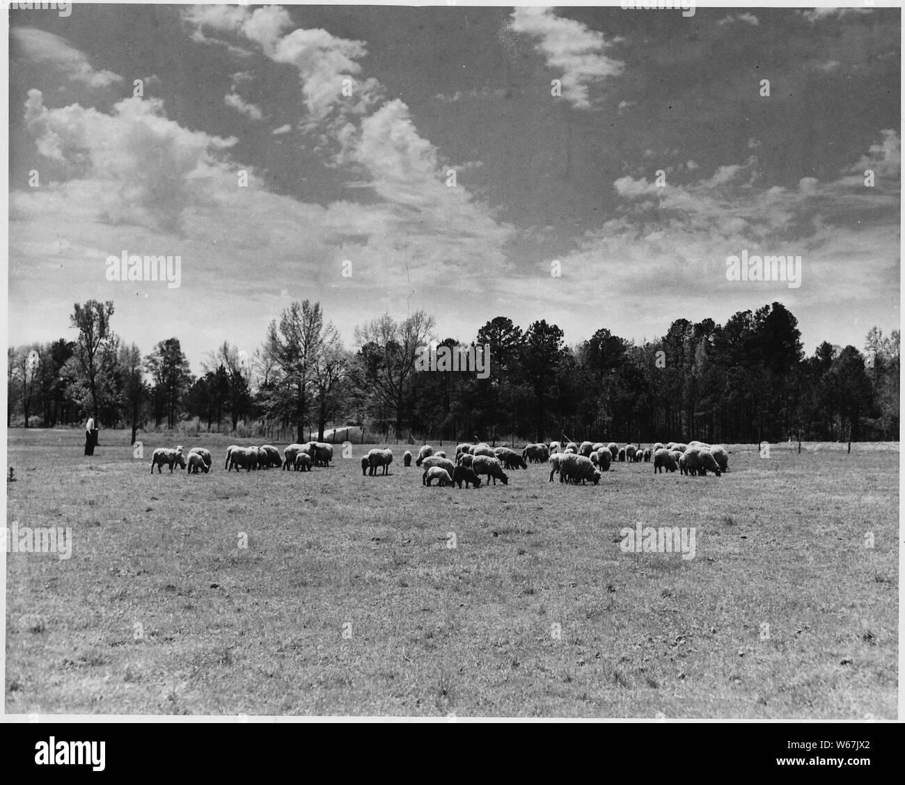 Newberry County, South Carolina. J. C. Duncan, Kinards, South Carolina, Route 1 observing his flock . . .; Scope and content:  Full caption reads as follows: Newberry County, South Carolina. J. C. Duncan, Kinards, South Carolina, Route 1 observing his flock of sheep grazing on upland pasture consisting of Bermuda grass, hop clover, White Dutch clover and lespedeza. Agricultural lime obtained as a grant of aid through the AAA was applied to this pasture at the rate of 2,000 lbs. per acre. Mr. Ducan says that through the sale of mutton and wool he receives a profit of 25 on his sheep demonstrati Stock Photo