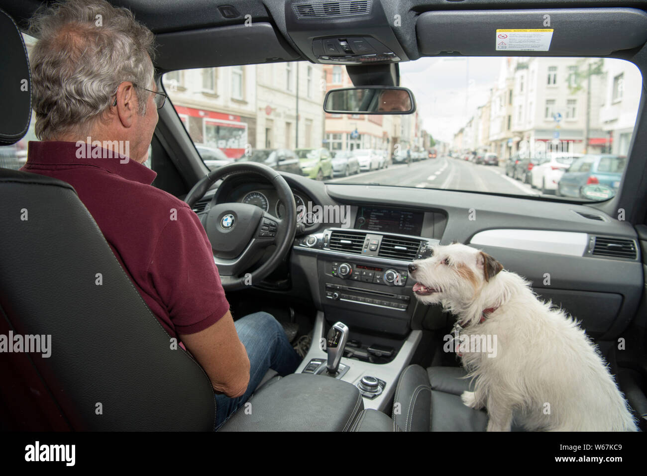 Mann steuert ein Fahrzeug, neben ihm am Beifahrersitz ein Hund Stock Photo