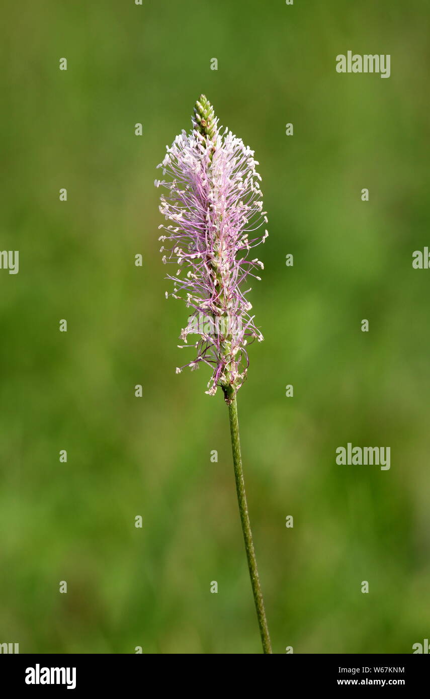 Wind pollinated flowers hires stock photography and images Alamy