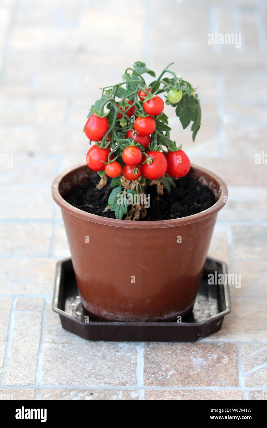 Red cherry tomatoes growing on single tomato plant planted in dark brown flower pot ready for picking and eating from homemade local urban garden Stock Photo