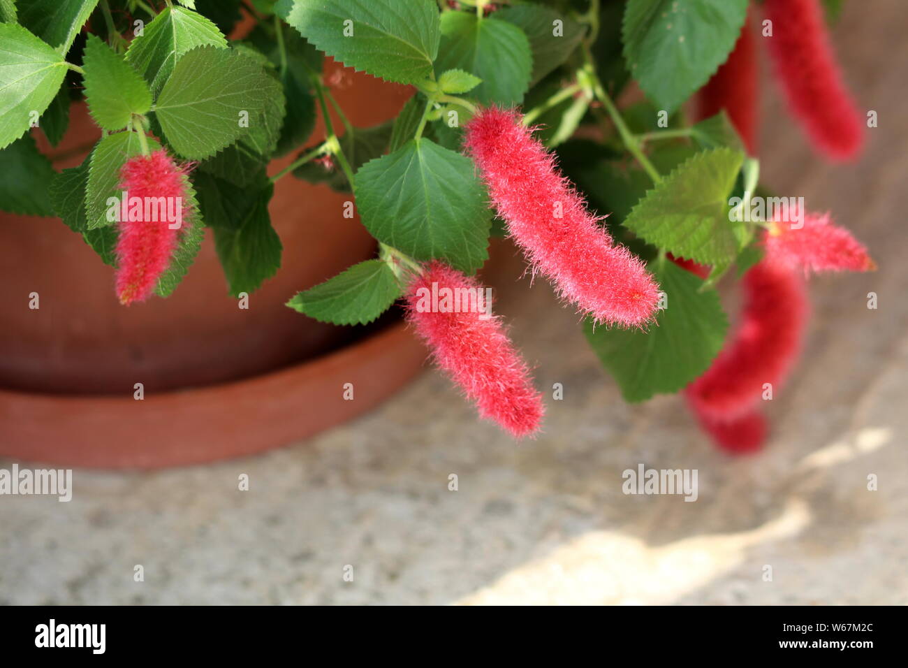 Red hot cat tails or Acalypha pendula or Firetail or Chenille plant with fluffy masses of bright red flower spikes growing from flower pot Stock Photo
