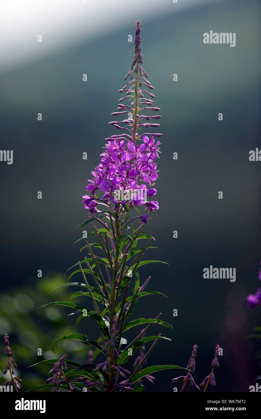 Foxglove flowers, Digitalis, Bunclody, Mount Leinster, Wexford, Carlow, Ireland, Europe Stock Photo