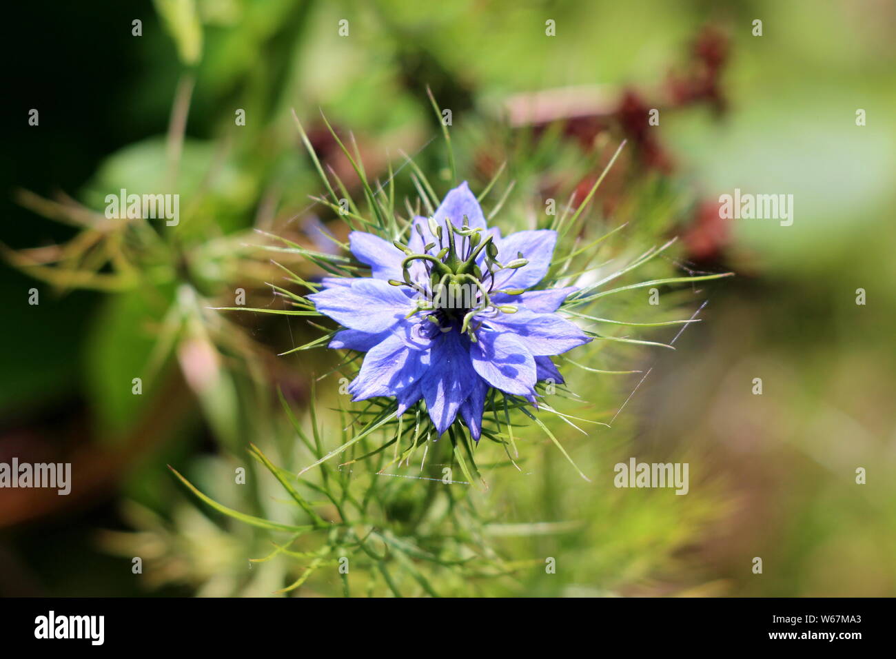 Single Black cumin or Nigella sativa or Black caraway or Nigella or Roman coriander or Kalojeere or Kalonji annual flowering plant Stock Photo