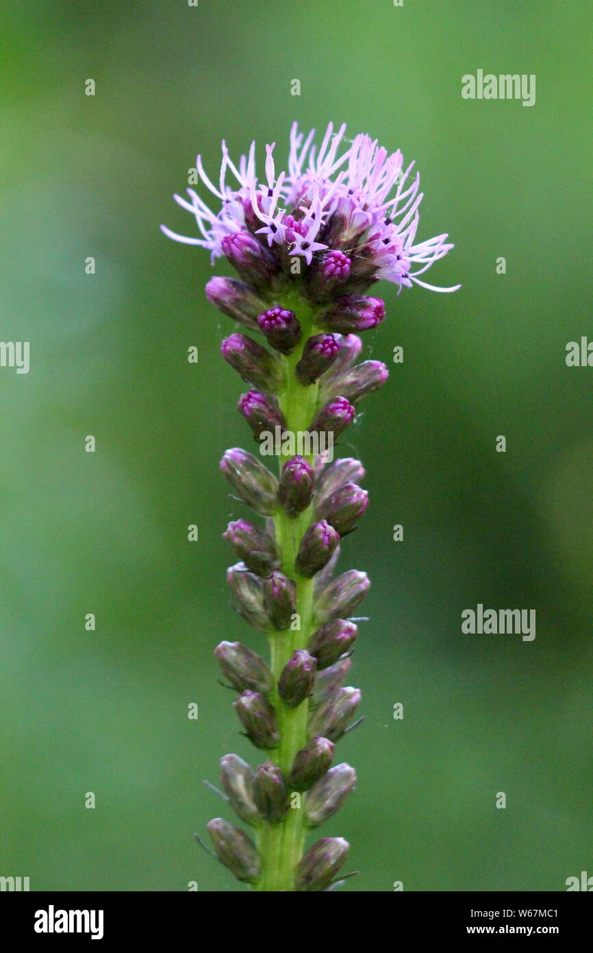 Single Dense blazing star or Liatris spicata or Prairie gay feather herbaceous perennial flowering plant with tall spike full of closed flower buds Stock Photo