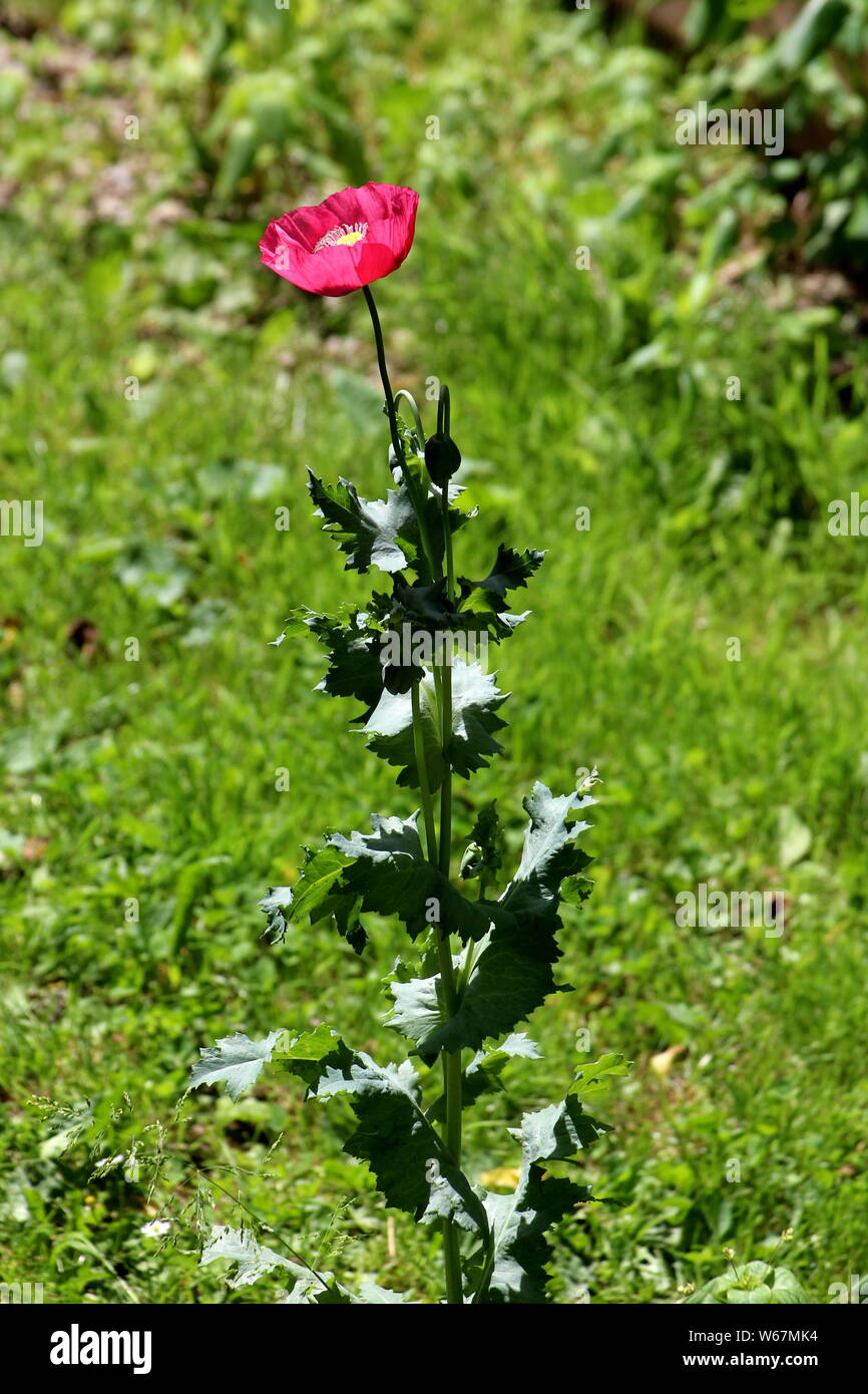 Single tall Opium poppy or Papaver somniferum or Breadseed poppy annual