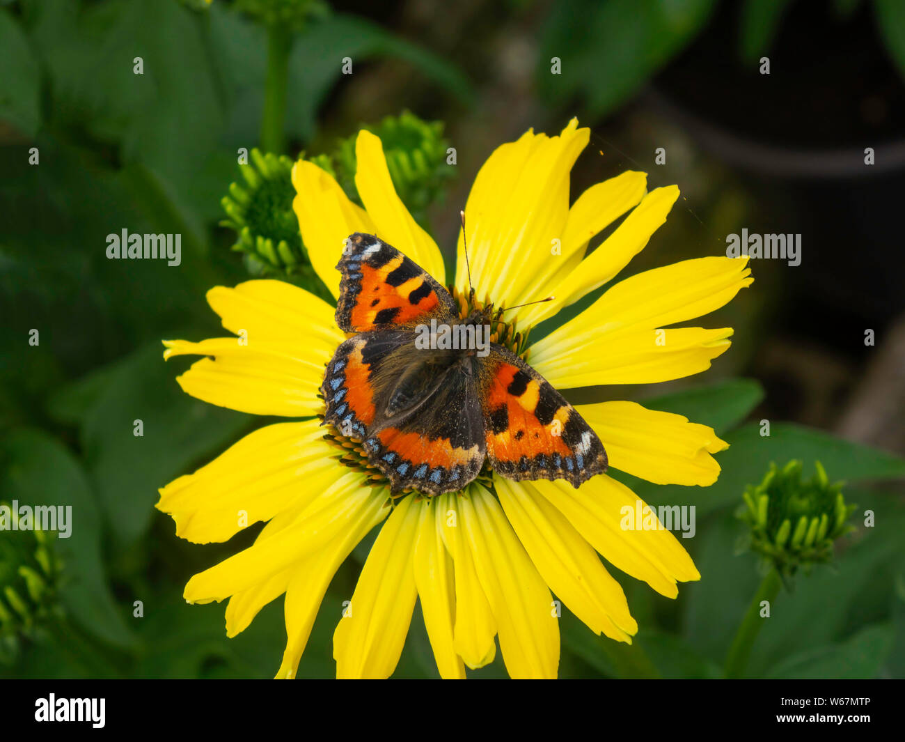 A small Tortoiseshell butterfly Aglais urticae resting on a yellow flower in summer in North Yorkshire England UK Stock Photo