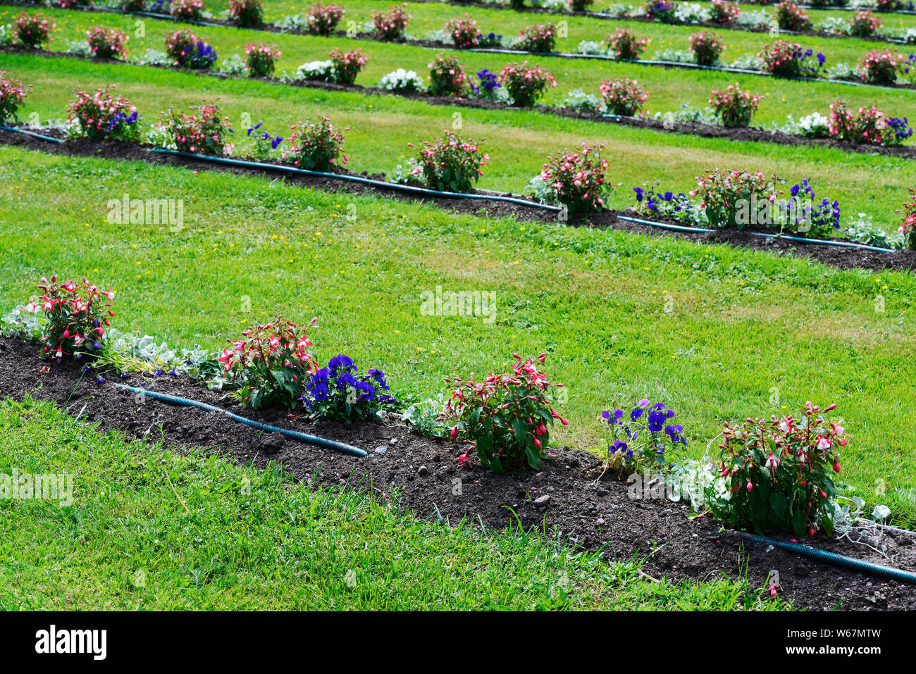 Green lawn flower beds hi-res stock photography and images - Alamy