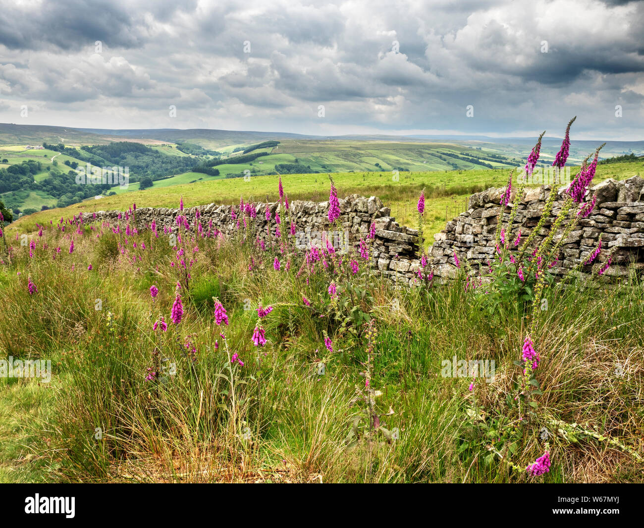 Dry stone wall foxglove hi-res stock photography and images - Alamy