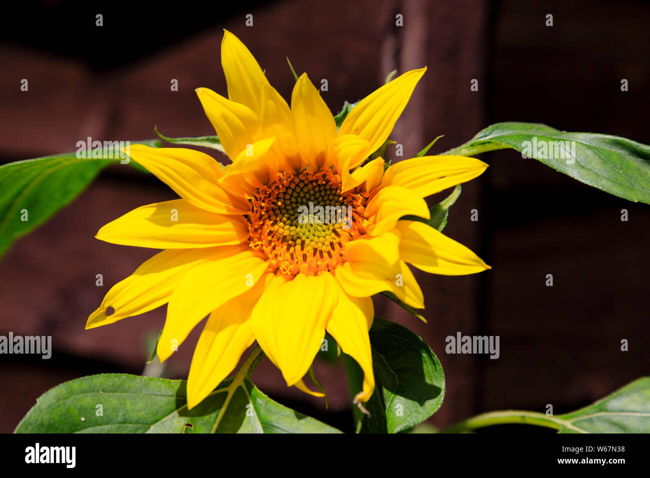 Bright yellow sunflower, helianthus anuus, basking in the sun. Stock Photo