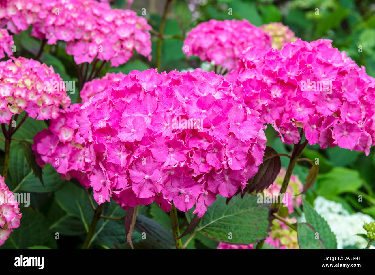 Large neon pink mophead Hydrangea macrophylla flowering shrub in a