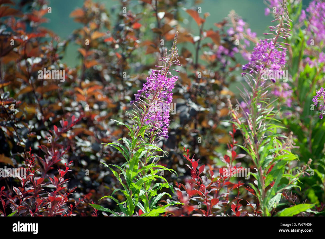 Foxglove flowers, Digitalis, Bunclody, Mount Leinster, Wexford, Carlow, Ireland, Europe Stock Photo