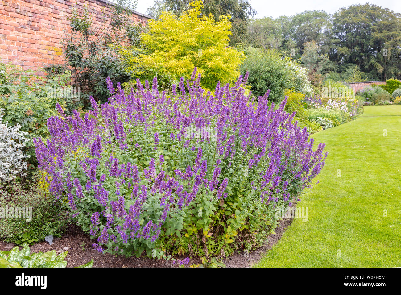 Large plant of purple cat-mint Nepeta cataria in a herbaceous border of an established garden. Stock Photo