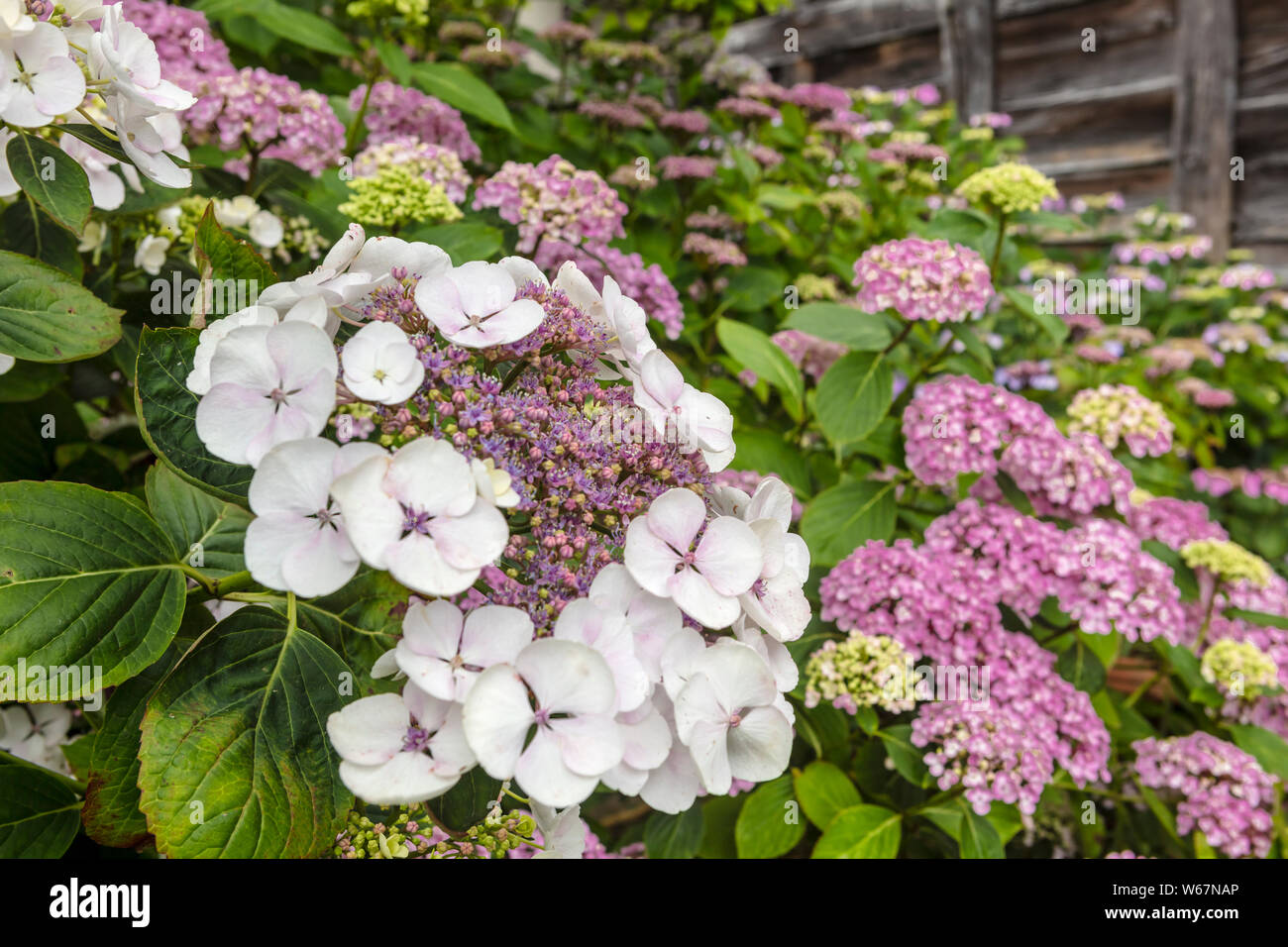 Macrophylla Hydrangea lace cap violet flowers close-up. Stock Photo