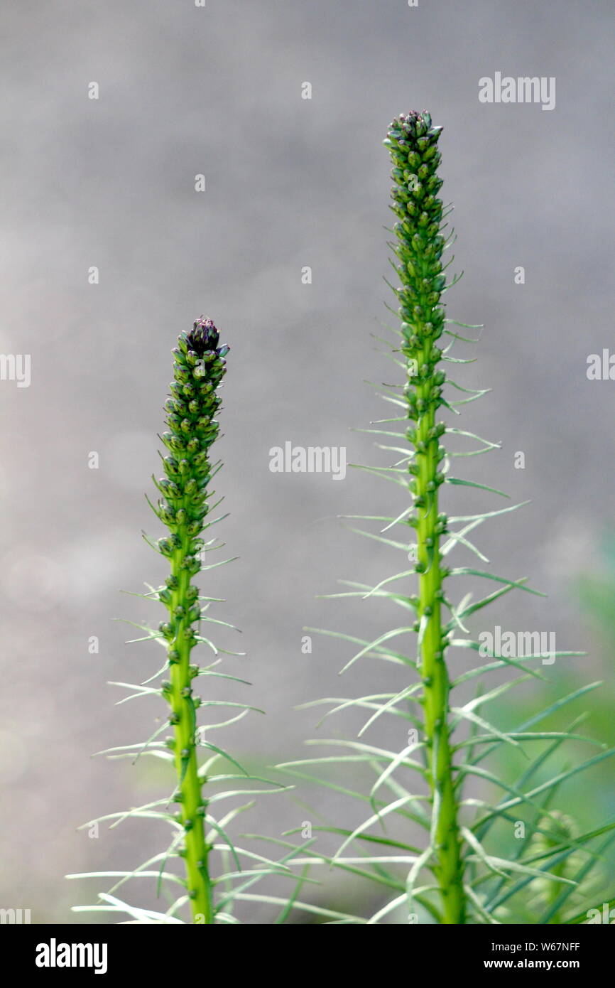 Tall Flower Spikes High Resolution Stock Photography and Images