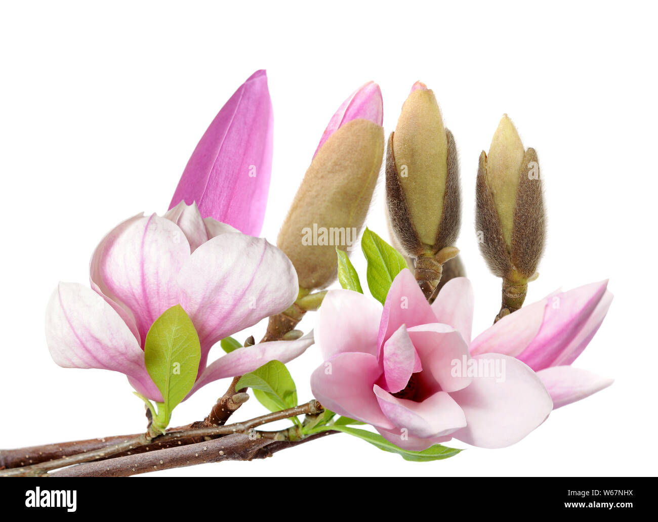pink magnolia flower bulb isolated on white background Stock Photo - Alamy