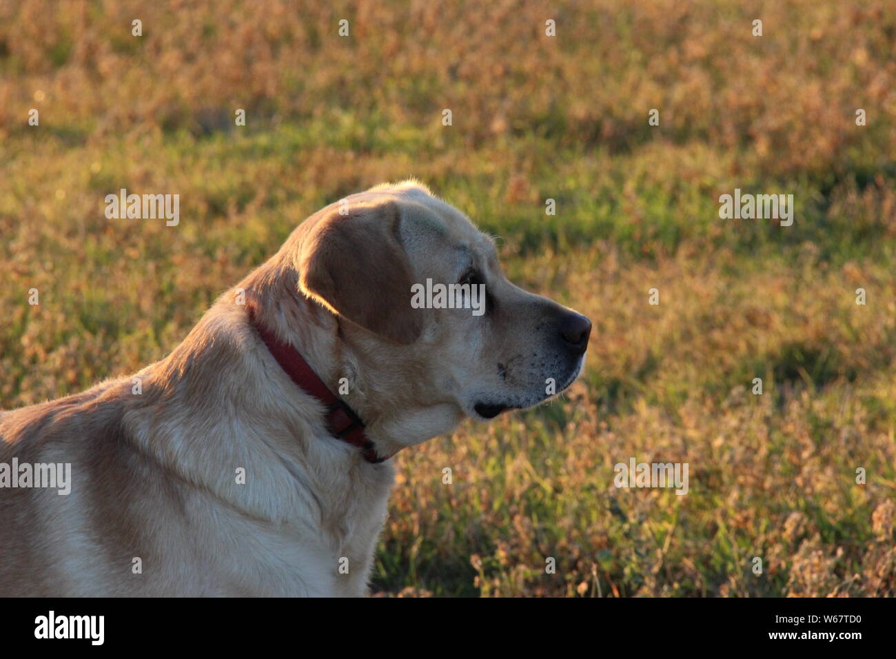 Labrador Retriver Stock Photo