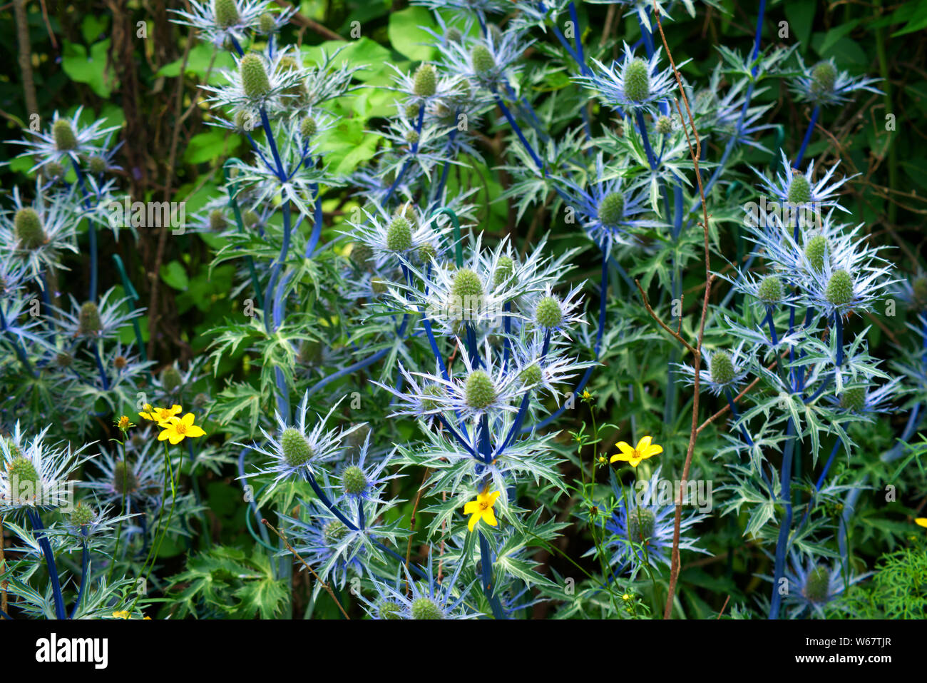 flowers and leaves of all colours Stock Photo Alamy