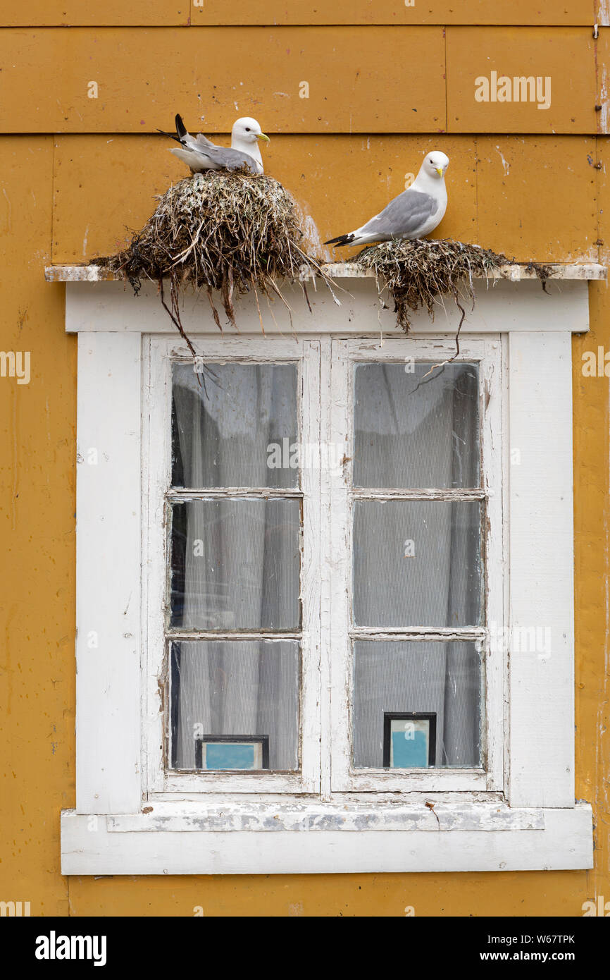 Seagulls brooding on a window frame. Found in Nusfjord, Lofoten islands, Norway Stock Photo