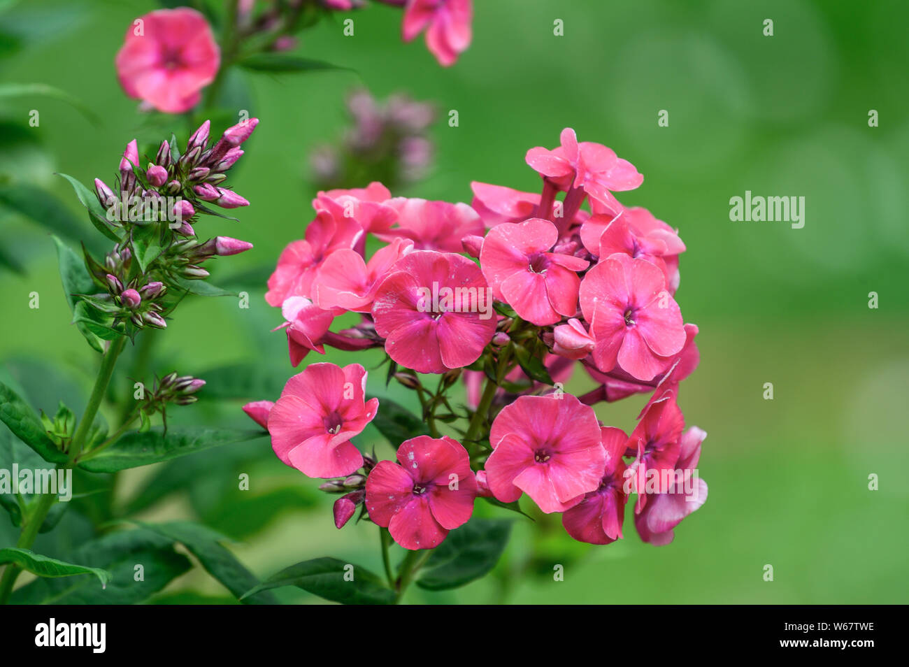 garden phlox in Hamburg, Germany Stock Photo