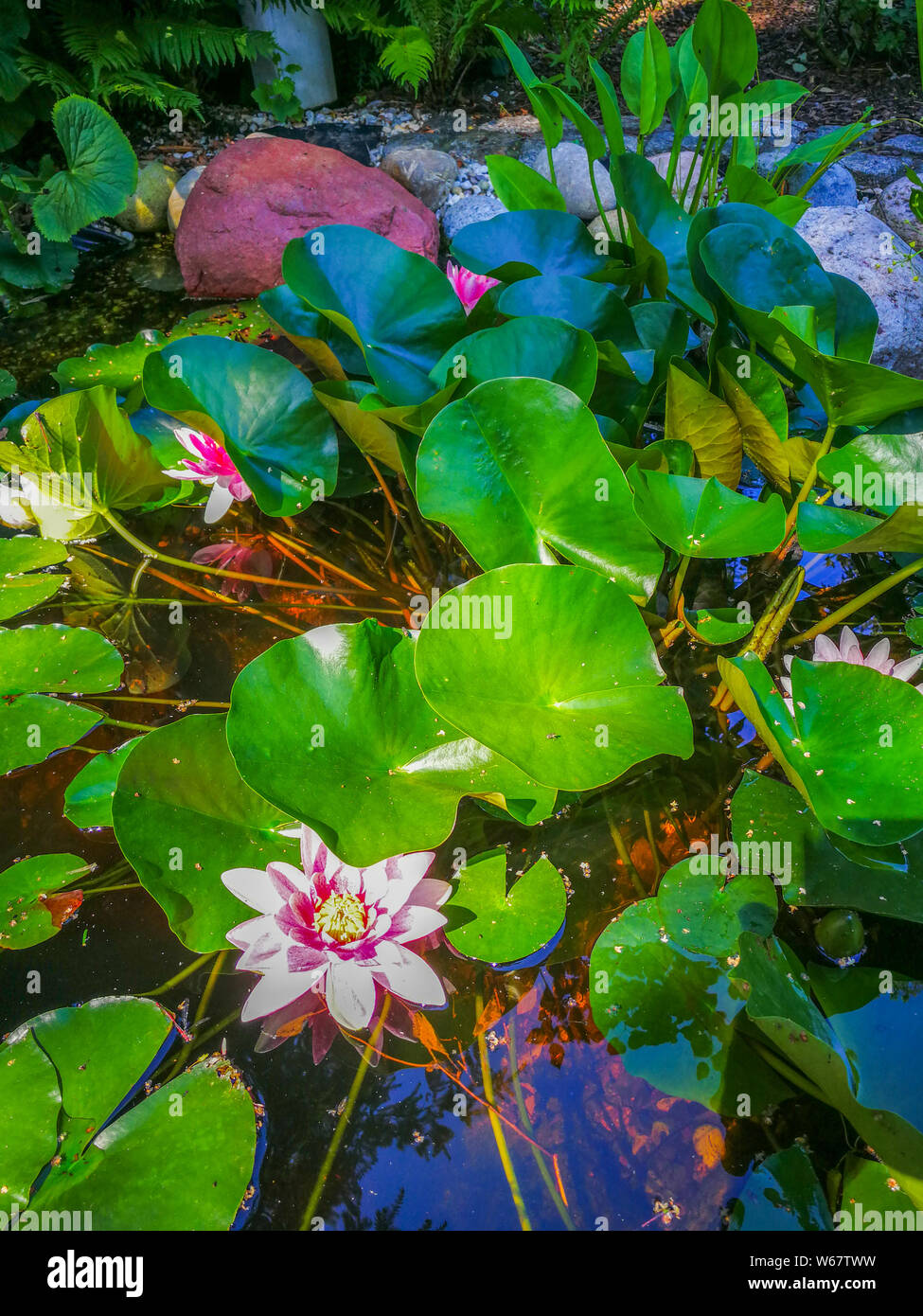 water lilies, garden in Hamburg, Germany Stock Photo