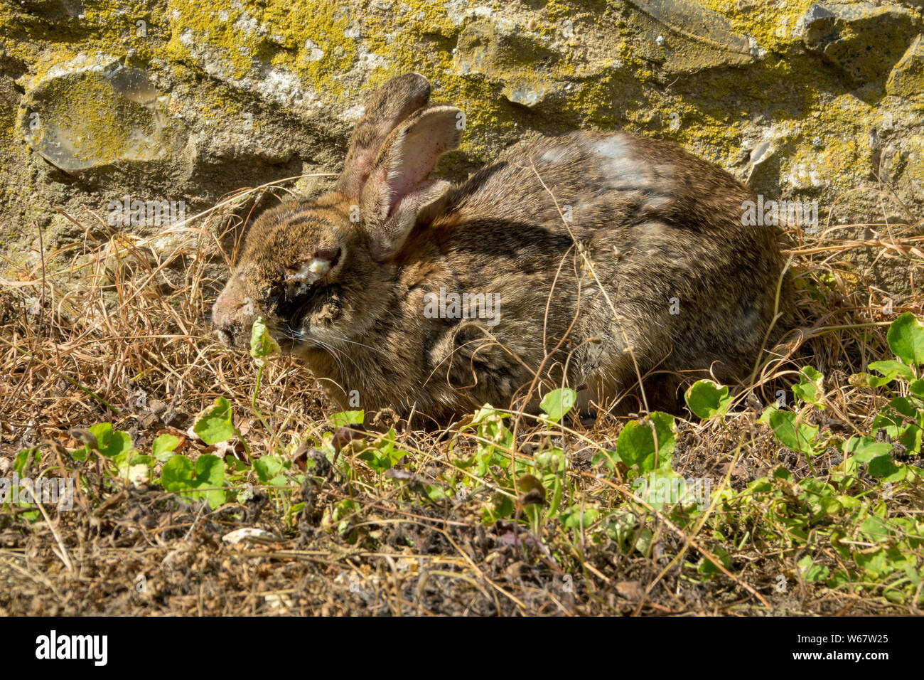 Old wild rabbit with Myxomatosis Stock Photo
